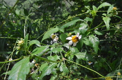 Augochloropsis ignita