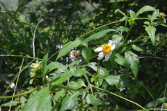 Augochloropsis ignita