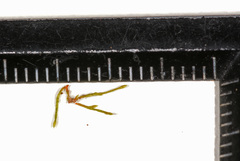 Eccremidium pulchellum