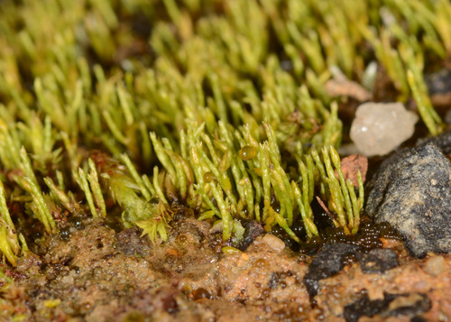 Eccremidium