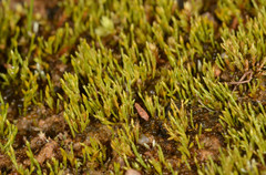 Eccremidium pulchellum