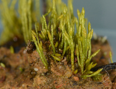 Eccremidium pulchellum