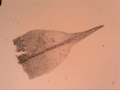 Eccremidium pulchellum