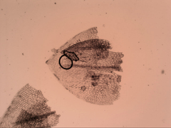 Eccremidium pulchellum