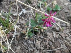 Trifolium brandegeei