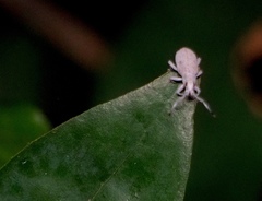 Cyphicerini