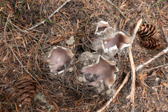 Sarcosphaera coronaria
