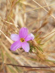 Leptosiphon androsaceus