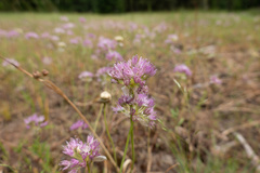 Allium nevii