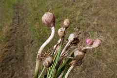 Allium nevii
