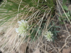 Trifolium attenuatum