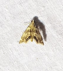 Eoparargyractis