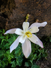 Aquilegia coerulea coerulea