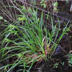 Carex comosa