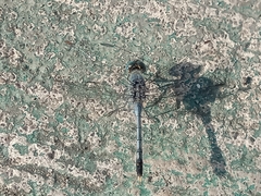 Diplacodes trivialis