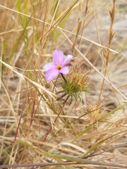 Leptosiphon androsaceus