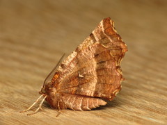 Selenia dentaria