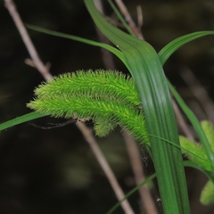 Carex comosa