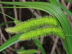 Carex comosa