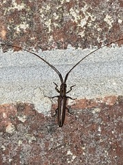 Hippopsis lemniscata