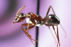 Formica pallidefulva