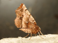 Selenia dentaria