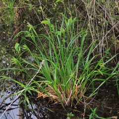 Carex comosa