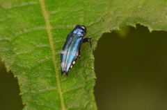 Agrilus acutus