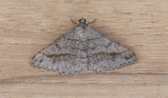 Digrammia neptaria