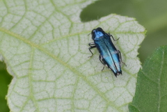 Agrilus acutus