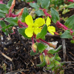 Camissoniopsis micrantha