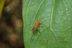 Rogadinae