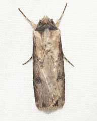 Agrotis malefida