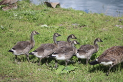 Branta canadensis moffitti