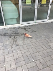 Columba livia domestica