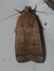 Abagrotis