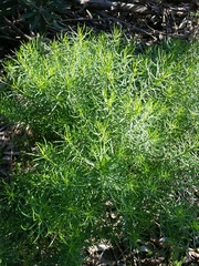Olearia glutinosa
