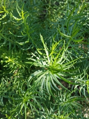 Olearia glutinosa