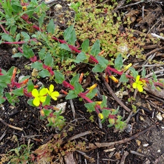 Camissoniopsis micrantha