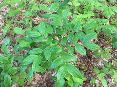 Prosartes lanuginosa