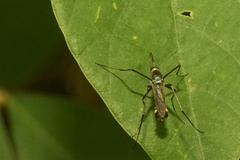 Toxorhynchites splendens