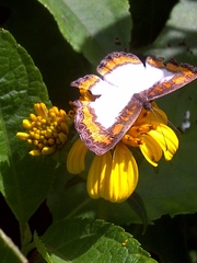 Nymphidium caricae
