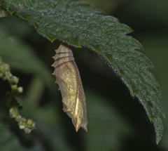Aglais urticae
