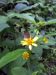 Strephonota strephon