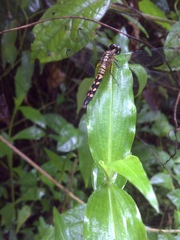 Erythrodiplax unimaculata