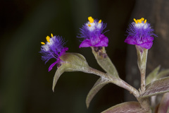 Cyanotis fasciculata