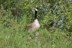 Branta canadensis moffitti
