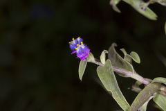 Cyanotis fasciculata