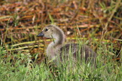 Branta canadensis moffitti
