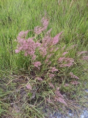Poa arachnifera